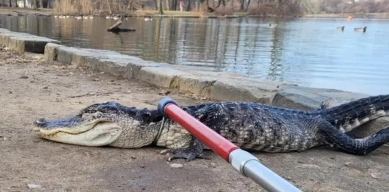 Asombro en Nueva York: Caimán fue atrapado en un parque a metros de unos niños