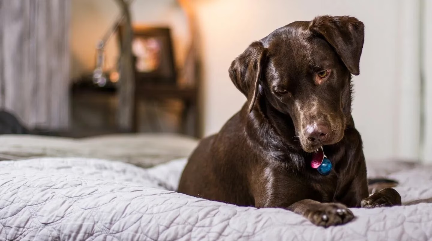 Le compró una cama a su perrita y su reacción se volvió VIRAL en Twitter