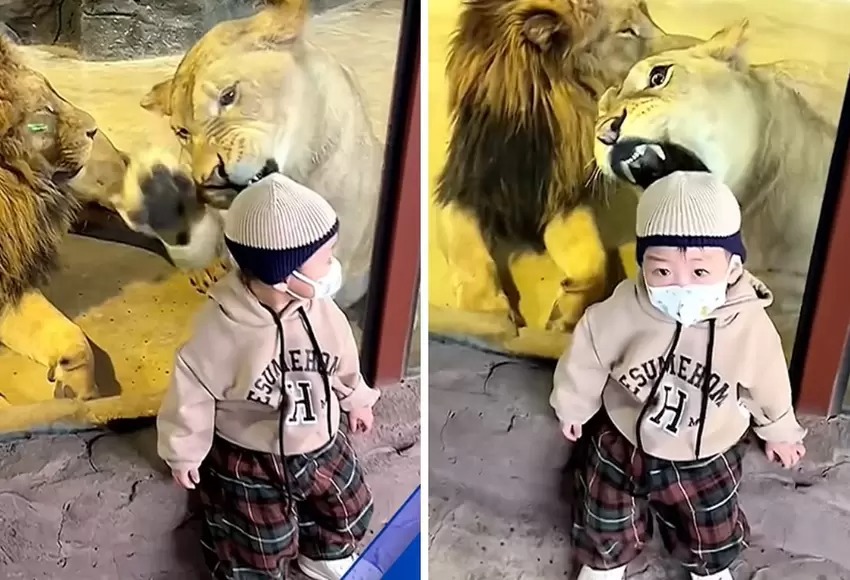 VIDEO: Leona intentó atacar a un bebé, mientras la mamá quería tomar una foto