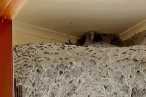 VIDEO: El nido de avispas “parecido a un extraterrestre” que encontró una persona en el baño de su casa