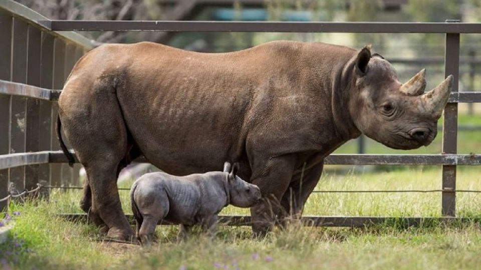 Nace Magashi, un rinoceronte negro oriental en peligro de extinción