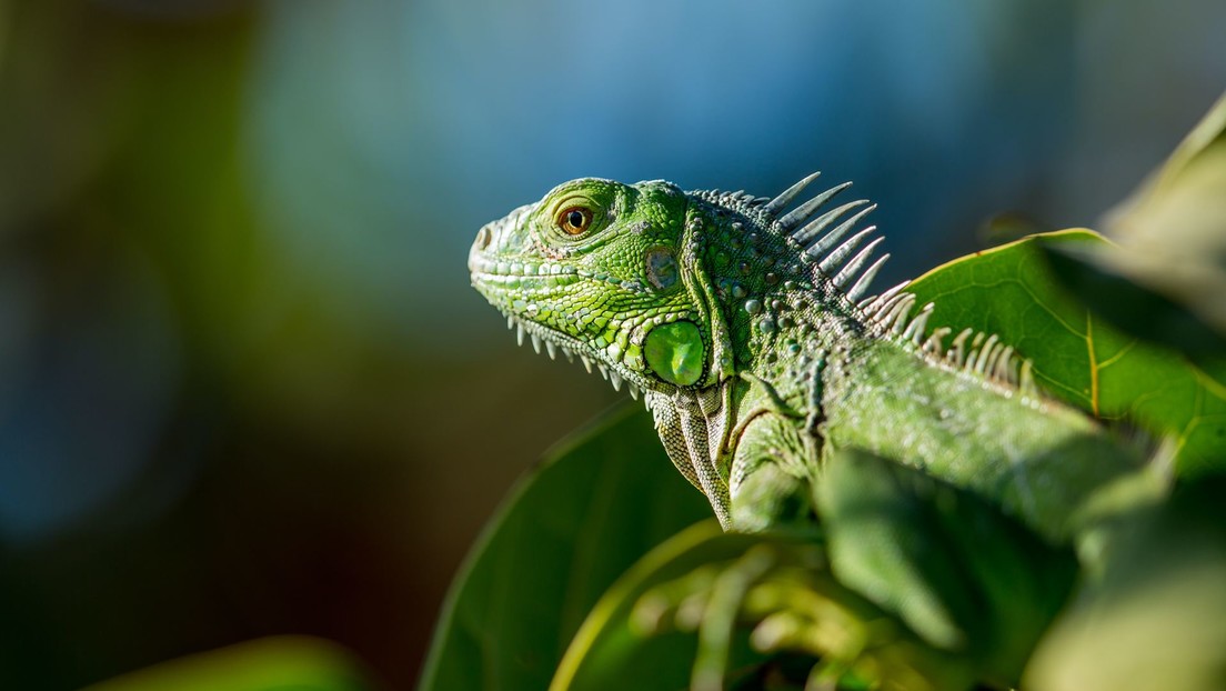 Una iguana muerde a una niña en la mano para robarle un pastel y le transmite una rara infección