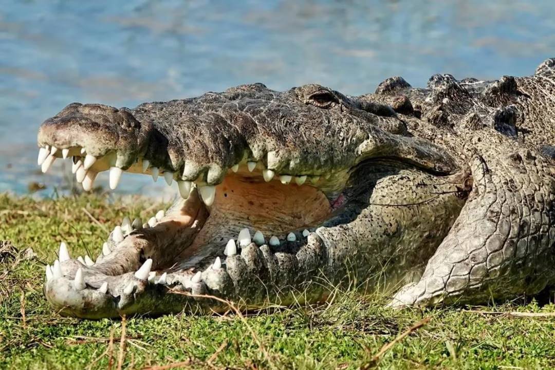 Su embarcación volcó en pantano de Florida y un cocodrilo lo hizo pasar la peor experiencia de su vida