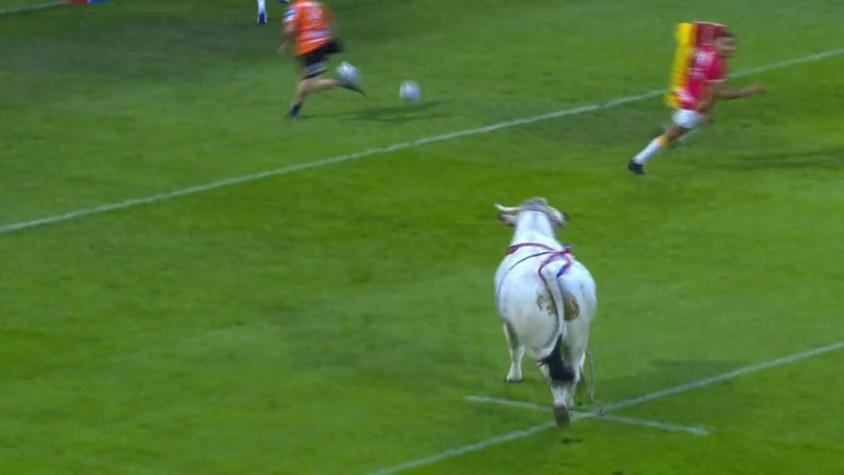 EN VIDEO: El peligroso momento en el que un toro se salió de control en pleno partido de rugby