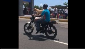 Firulais motorizado: así lleva a su perro por las calles de La Guaira (Video)
