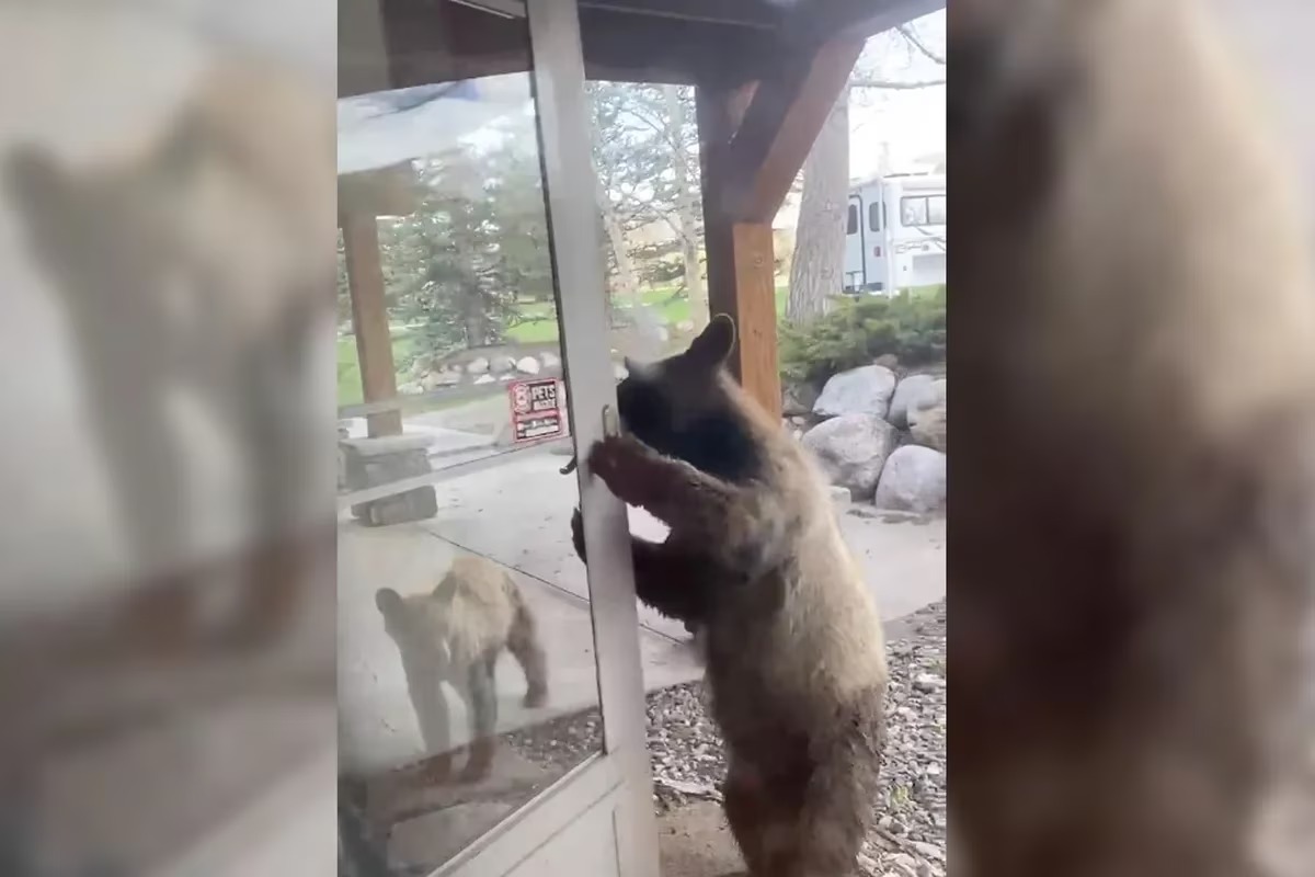 Captó el espeluznante momento en que un oso abría la puerta de su casa en Colorado (VIDEO)
