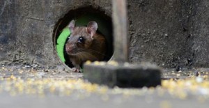 Las ratas hembras se comunican entre ellas a través del olor, según un estudio