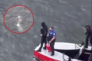VIDEO: Lanzarse desnudo a un río en Miami mientras la policía lo perseguía no fue la mejor de sus ideas