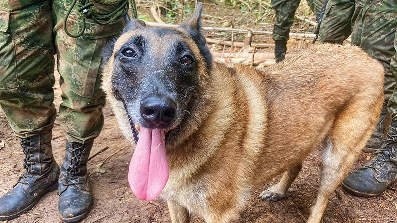 Triste noticia: cancelan la búsqueda del perro rescatista Wilson en la selva del Guaviare