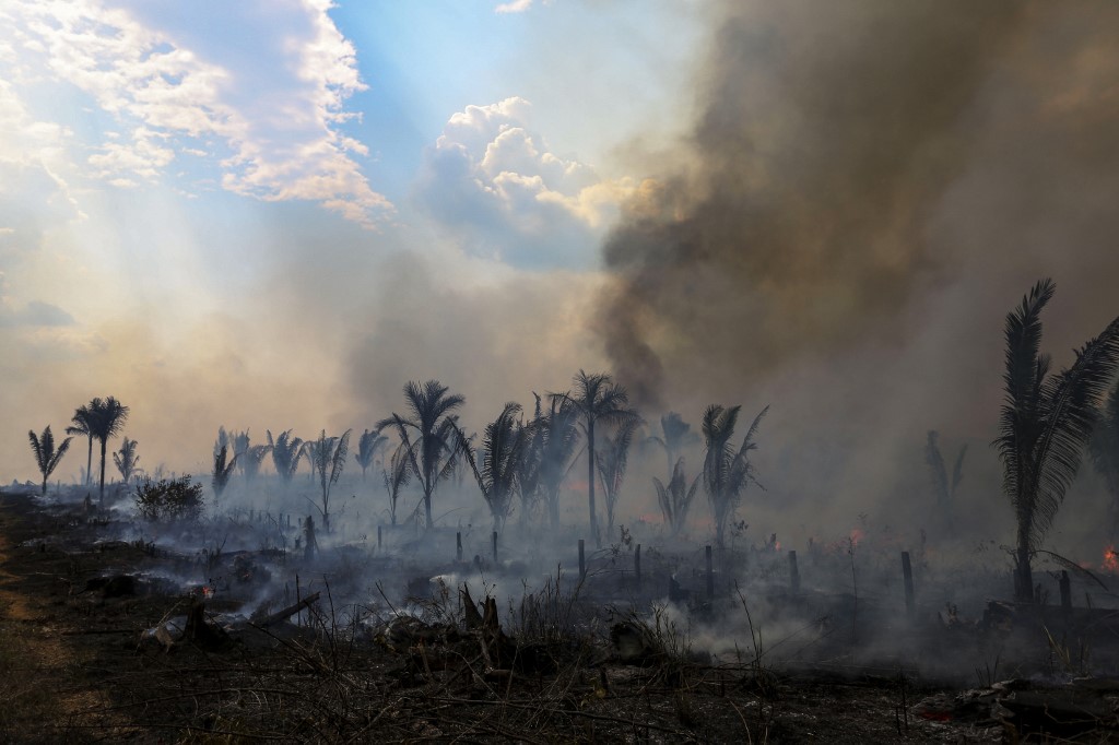 Tres de cada cuatro hectáreas deforestadas en la Amazonía se destinan a la ganadería