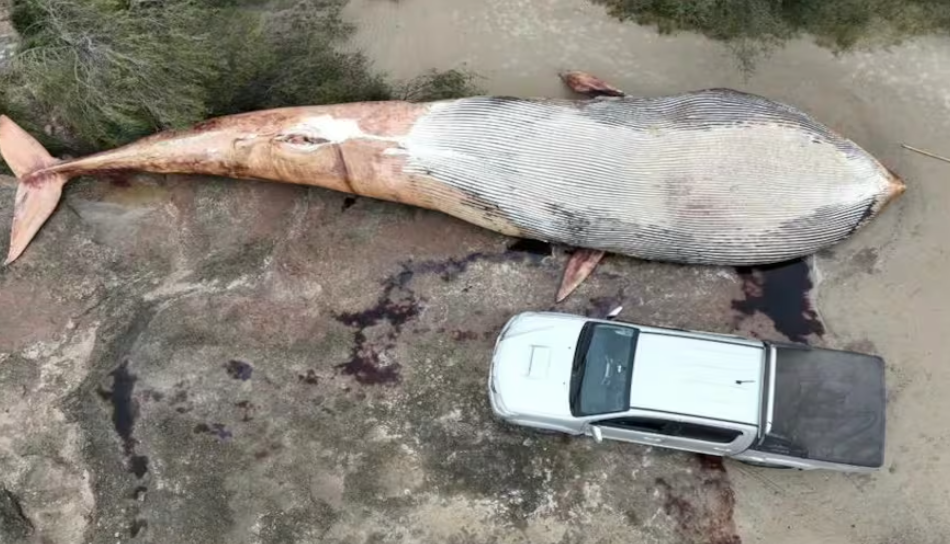 Ballena de 20 toneladas apareció muerta en una playa de Uruguay