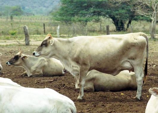 Misteriosas muertes de vacas en Duaca preocupa a los productores