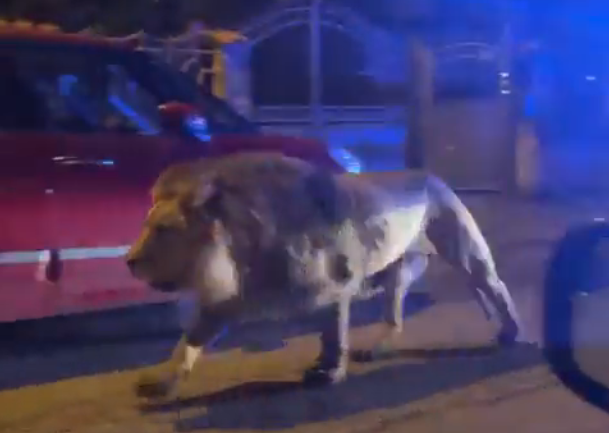 Alarma en Italia: león escapó del circo y se paseó entre las casas de vecinos temerosos (VIDEO)