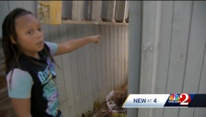 Terror en Florida: niño confundió una mortal criatura con un “animal de peluche” en el patio de su abuela (VIDEO)