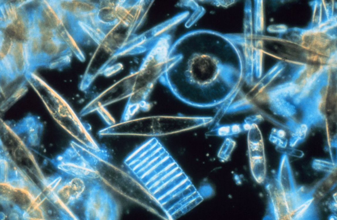 Fitoplancton de los océanos absorbe más carbono de lo previsto, según estudio