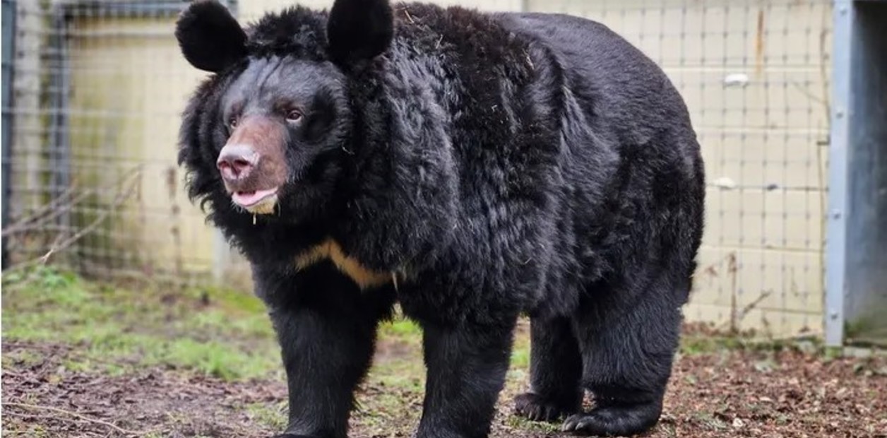 Yampil, el oso ucraniano que se salvó de ser devorado por los soldados rusos