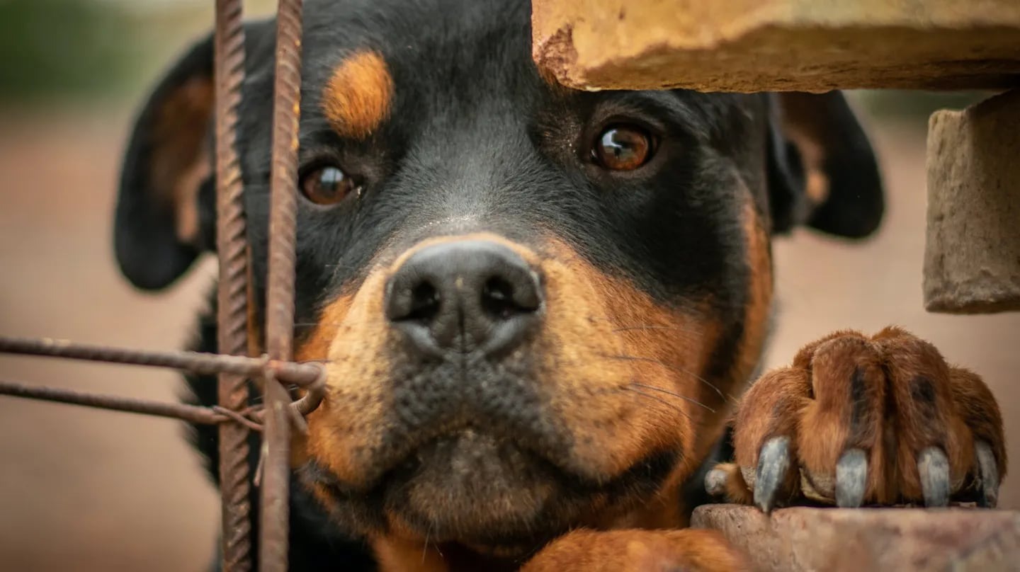 Ataque sangriento: Un joven fue devorado por sus cinco perros rottweiler cuando intentaba entrar a su casa