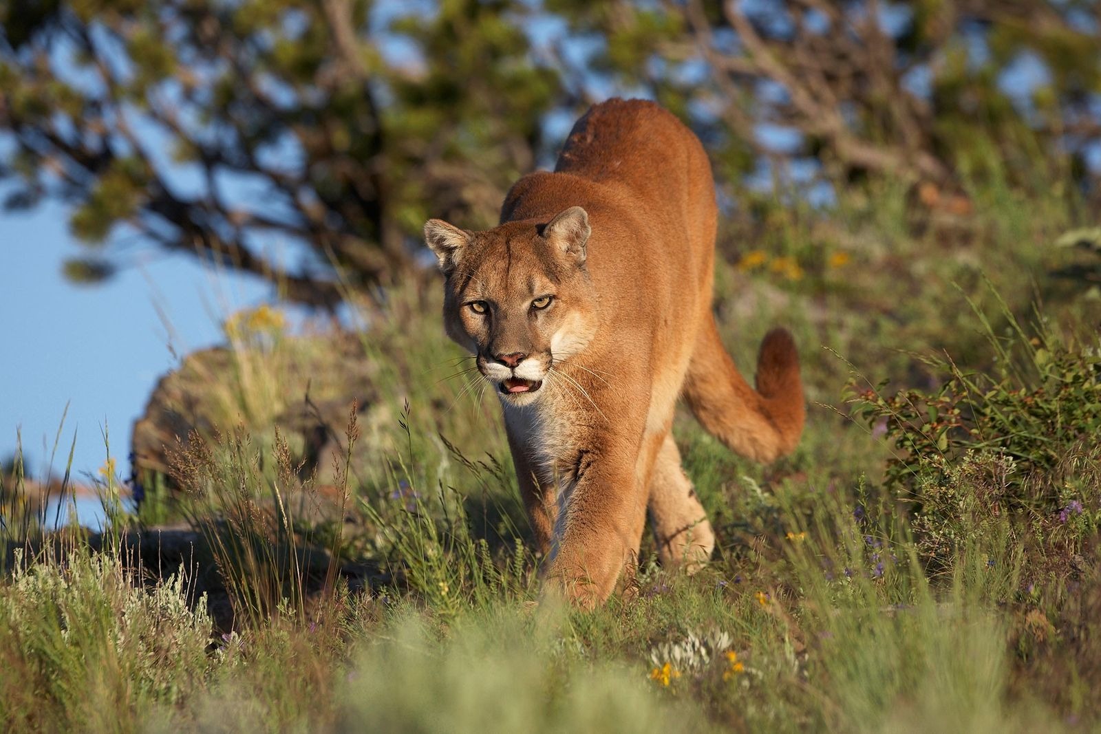 Horror en Washington: Puma atacó ferozmente a cinco ciclistas y fue sacrificado por un policía