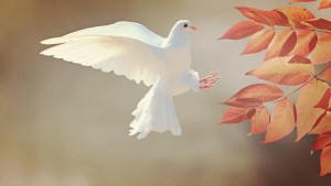 ¿Por qué la paloma blanca se ha convertido en el símbolo universal de la paz?