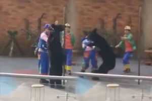 VIDEO: El impactante ataque de un oso negro a un artista de circo durante un acto en vivo