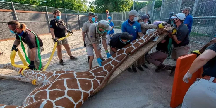 Murió una joven jirafa en el Zoológico de Miami por una fractura de cuello