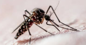 A qué temperatura puede sobrevivir el mosquito que transmite el dengue