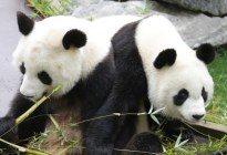 Los pandas Jin Xi y Zhu Yu viajan ya desde China a España
