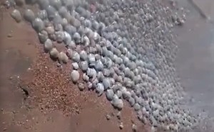 Reportan medusas muertas por fuga de gas en Paraguaná (Video)
