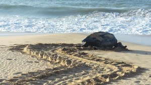 Un ejemplar de la tortuga marina más grande deposita sus huevos en playa de Margarita