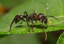 El animal con la picadura más dolorosa del mundo vive en Venezuela: así es la “hormiga bala”