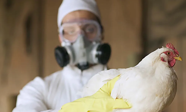 La OMS alerta de que brotes de gripe aviar en ganado vacuno de EEUU se triplican en un mes