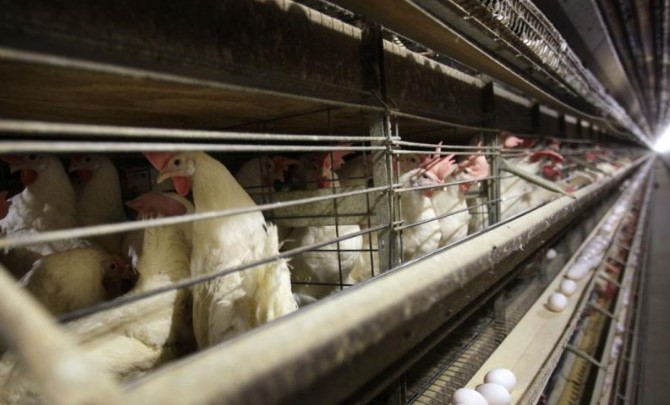 La gripe aviar se extiende en las granjas avícolas del sureste de Australia