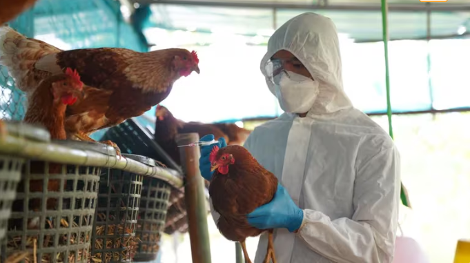 México afirmó que no existe riesgo de contagio tras primera muerte por gripe aviar