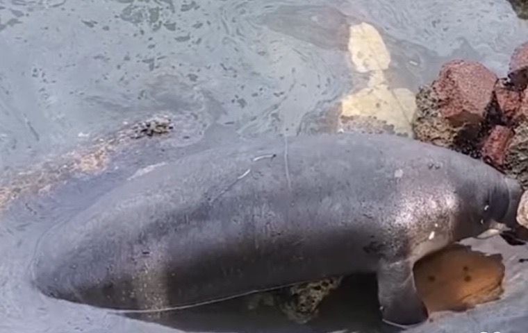 Activistas llaman a la reflexión tras hallazgo de cría manatí muerta en orillas del Lago de Maracaibo